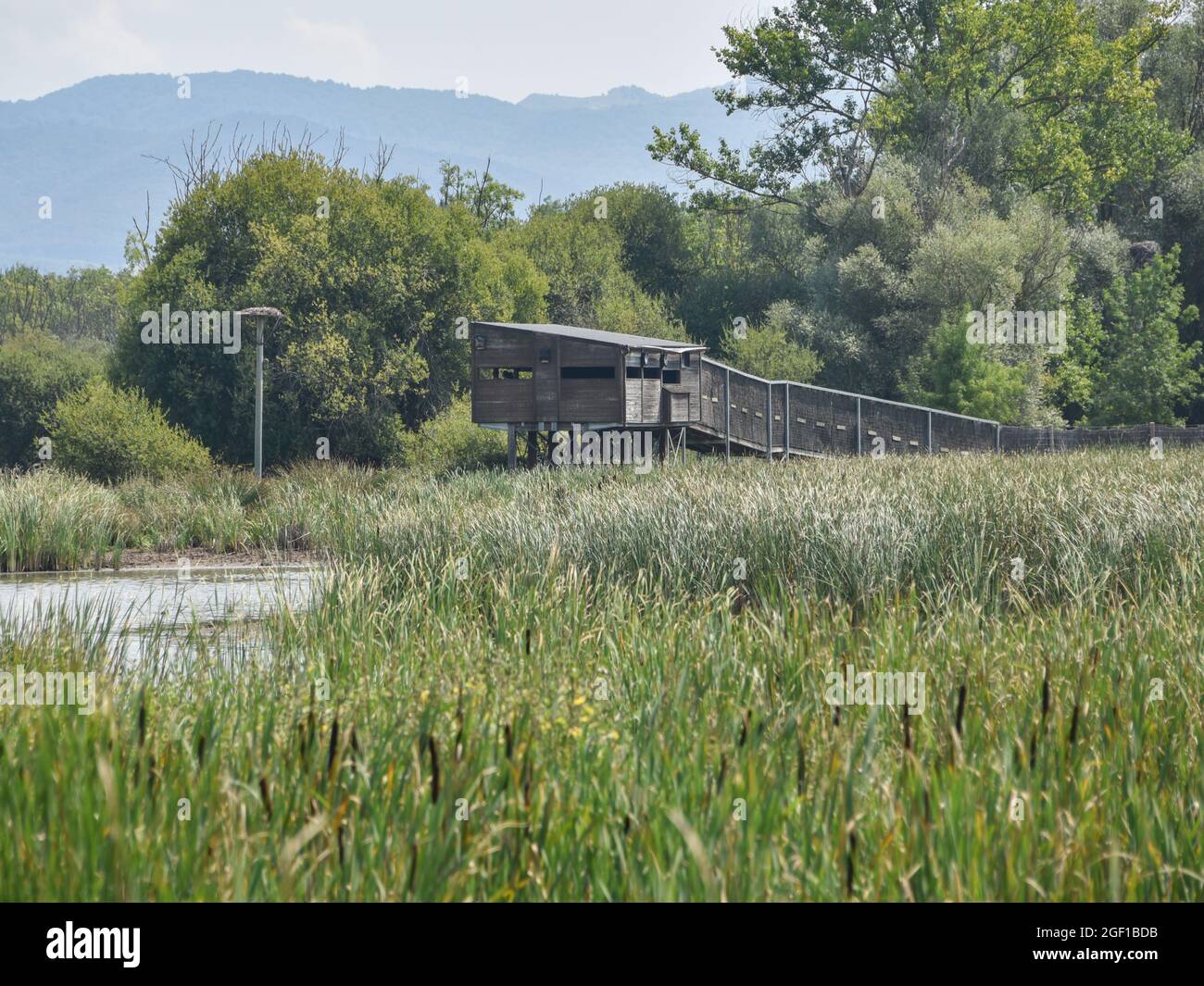 Vitoria-Gasteiz, Spagna - 21 agosto 2021: Osservazione della fauna selvatica nella riserva naturale delle zone umide di Salburua nei pressi di Vitoria-Gestaiz Foto Stock