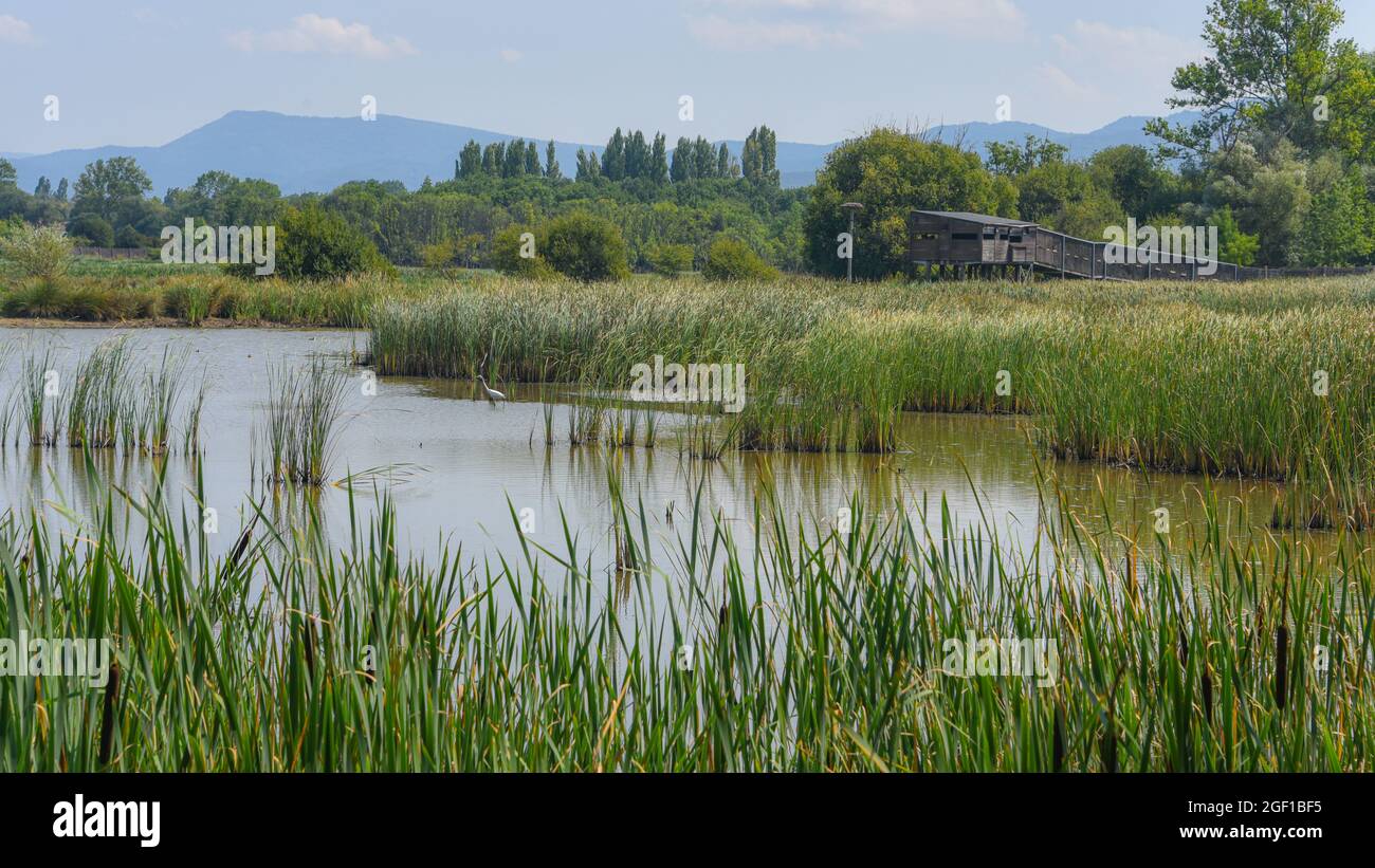 Vitoria-Gasteiz, Spagna - 21 agosto 2021: Osservazione della fauna selvatica nella riserva naturale delle zone umide di Salburua nei pressi di Vitoria-Gestaiz Foto Stock