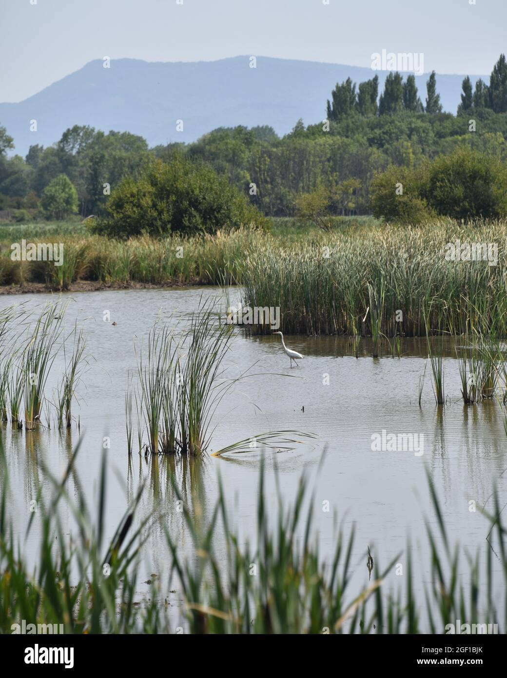 Vitoria-Gasteiz, Spagna - 21 agosto 2021: Osservazione della fauna selvatica nella riserva naturale delle zone umide di Salburua nei pressi di Vitoria-Gestaiz Foto Stock