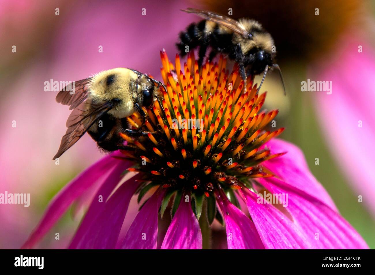 Buone api Foto Stock