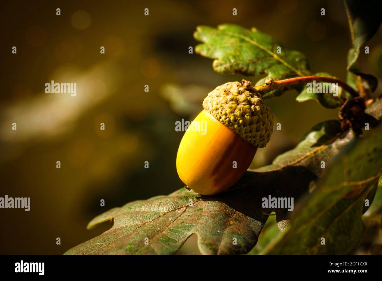 Acorno di quercia matura sull'albero nel campo al tramonto in Estremadura Foto Stock