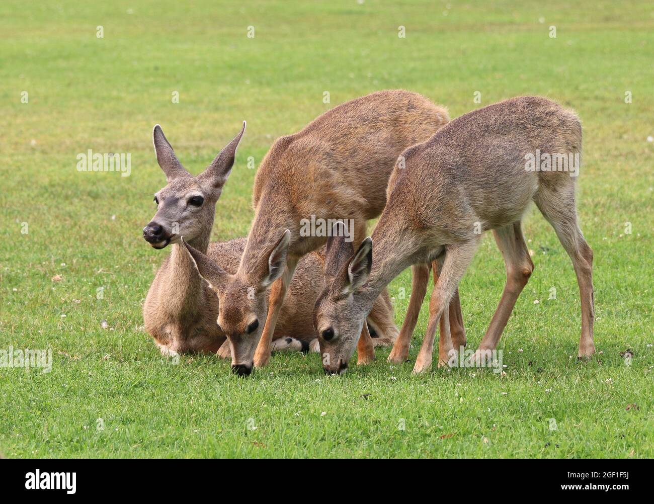 Ritratto di una madre che guarda sopra le sue due fawns come pascolano su erba verde in un campo aperto. Foto Stock