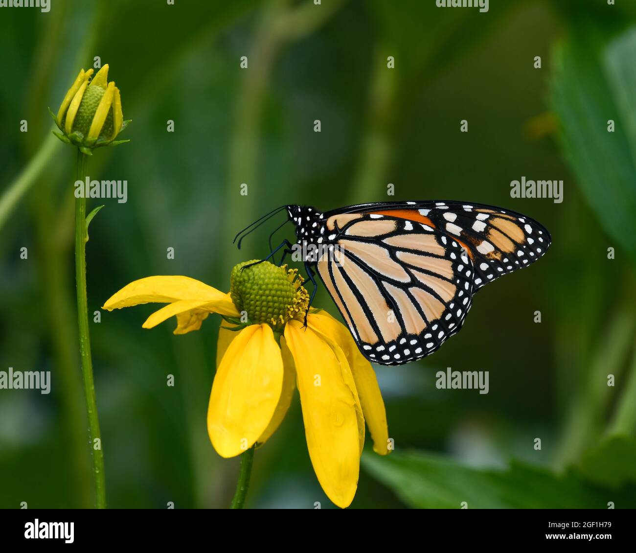 Una farfalla Monarch, Danaus plexippus, che si alimenta e impollinando un fiore Rudbeckia Hirta in un giardino Foto Stock