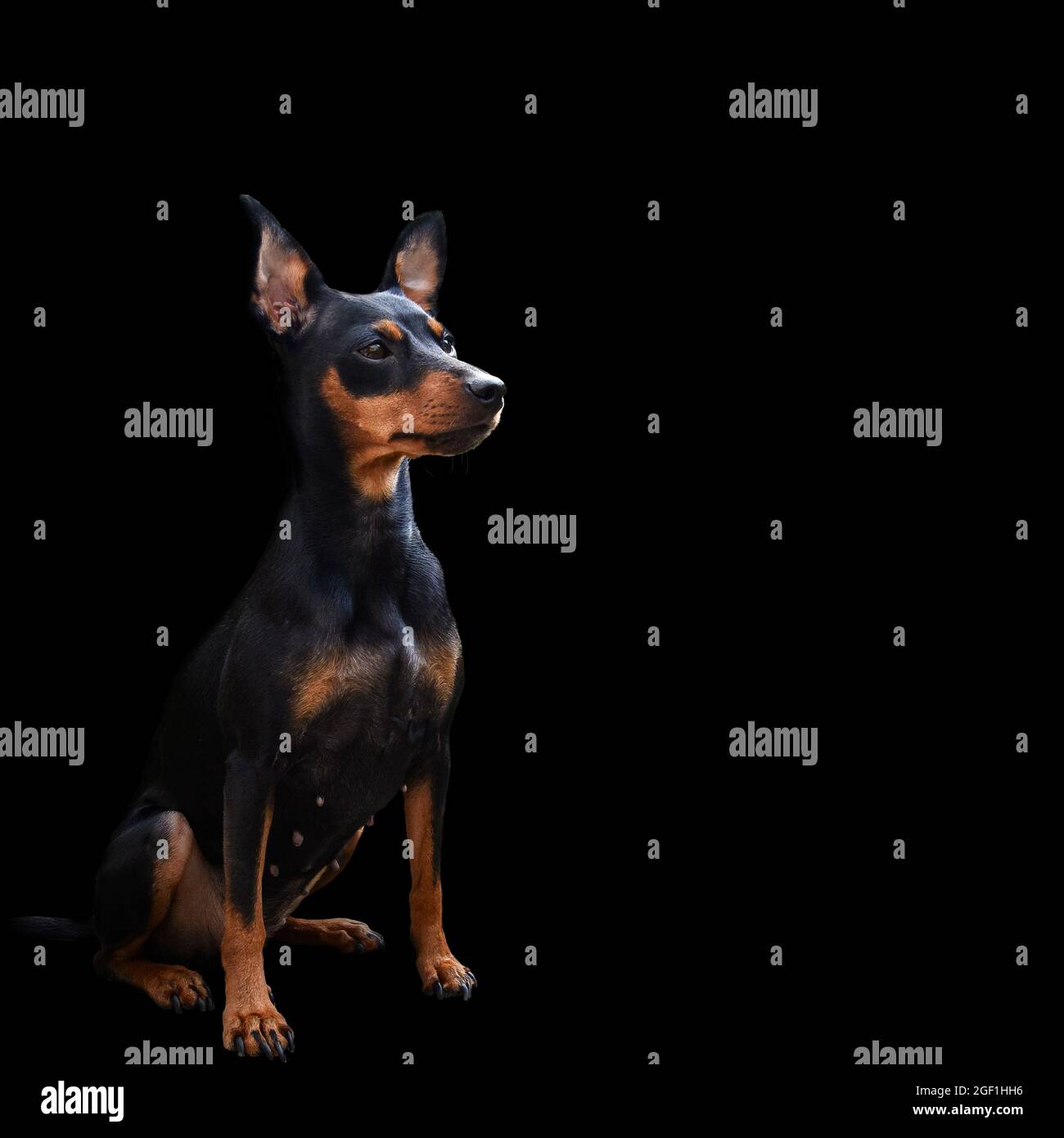 Cane doberman pinscher , animale isolato Foto Stock