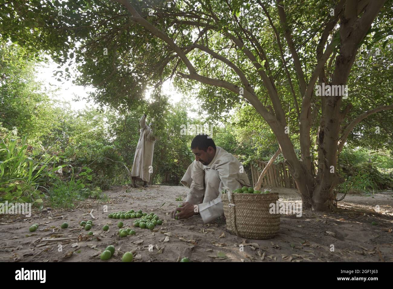 Al Ahsa, Arabia Saudita. 22 agosto 2021. Gli agricoltori raccolgono limoni in una fattoria di limoni ad al Ahsa, provincia orientale, Arabia Saudita, il 22 agosto 2021. Credit: Mohamed Nasr/Xinhua/Alamy Live News Foto Stock