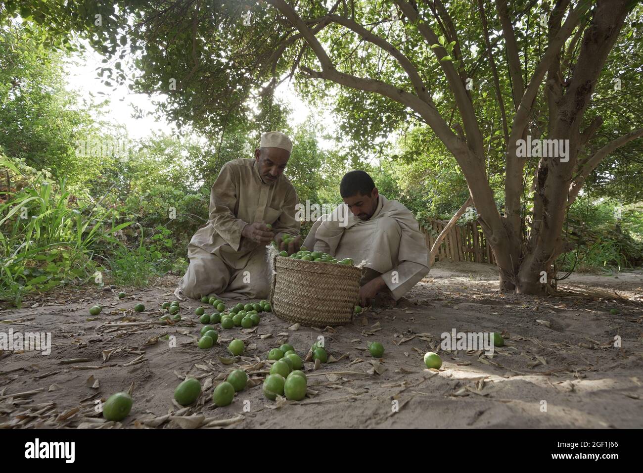 Al Ahsa, Arabia Saudita. 22 agosto 2021. Gli agricoltori raccolgono limoni in una fattoria di limoni ad al Ahsa, provincia orientale, Arabia Saudita, il 22 agosto 2021. Credit: Mohamed Nasr/Xinhua/Alamy Live News Foto Stock