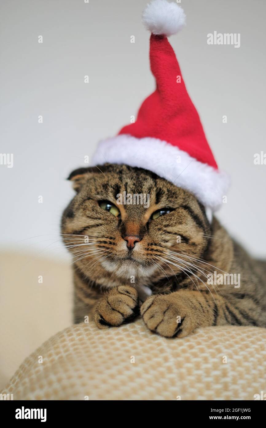 Gatto di Babbo Natale.divertente in un animale domestico di Babbo Natale  cappello .Babbo Natale. Natale per gli animali domestici Foto stock - Alamy