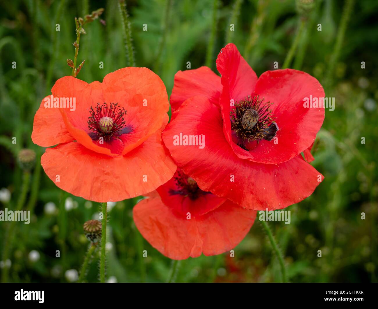 Primo piano di tre fiori di papavero rosso nel prato. Bellissimi fiori selvatici sul campo. Papaveri rossi. Foto Stock