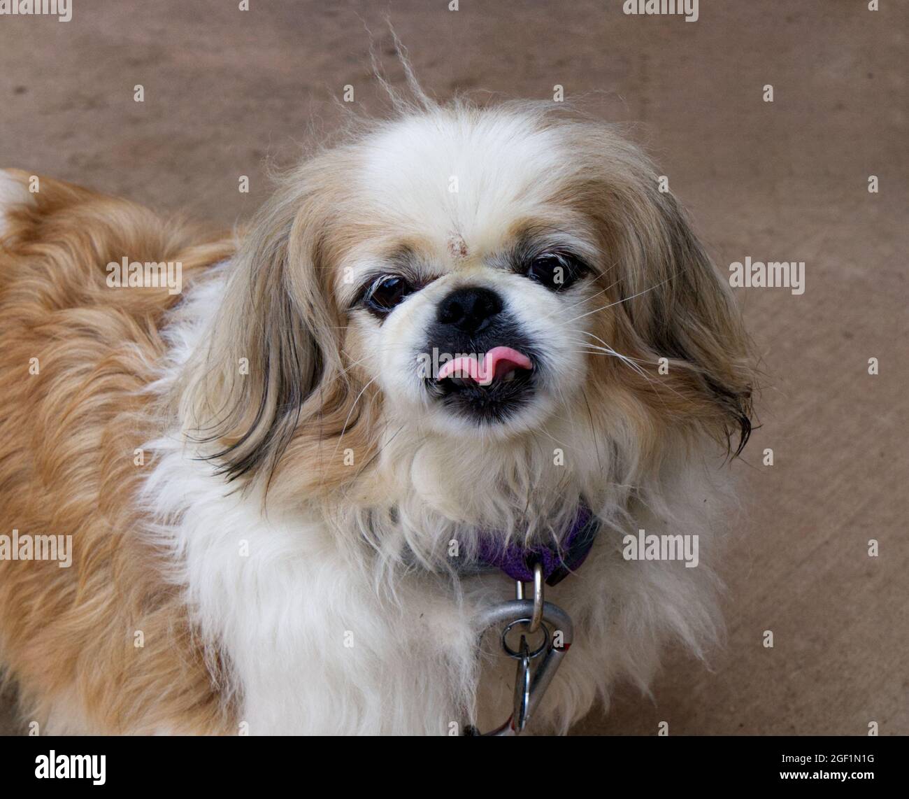 Un Ritratto di un Pekingese che attacca la loro lingua Foto Stock