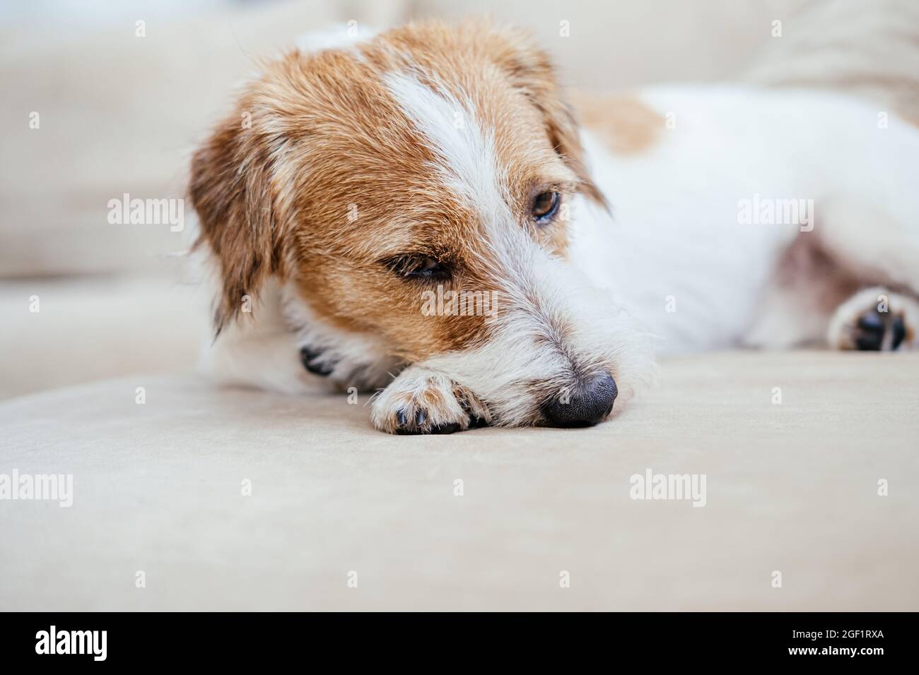 Purebred Jack Russell Terrier sdraiato sul divano e riposante. Foto Stock