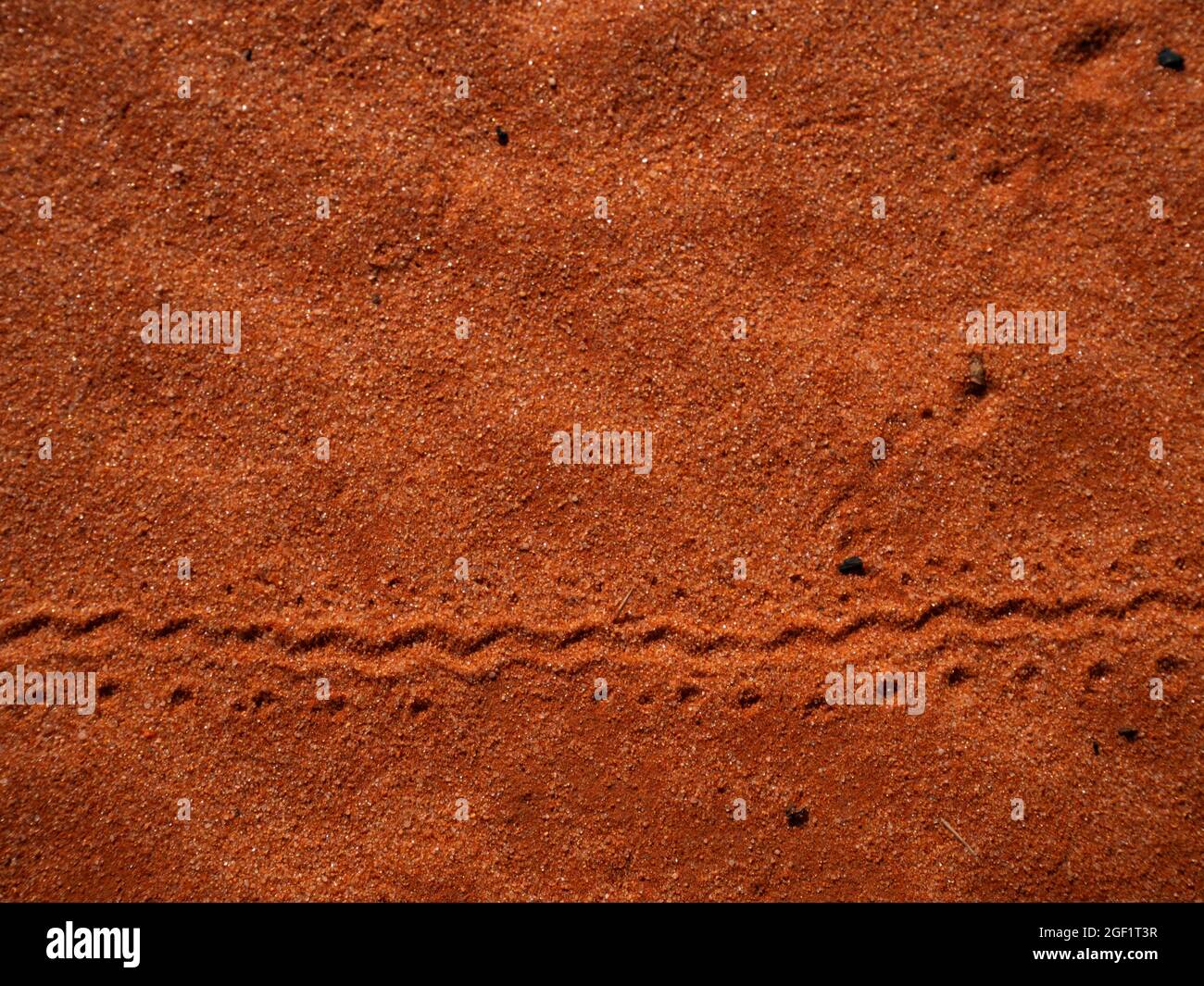 Piccole tracce di animali su sabbia rossa in Outback sfondo dell'Australia Centrale Foto Stock