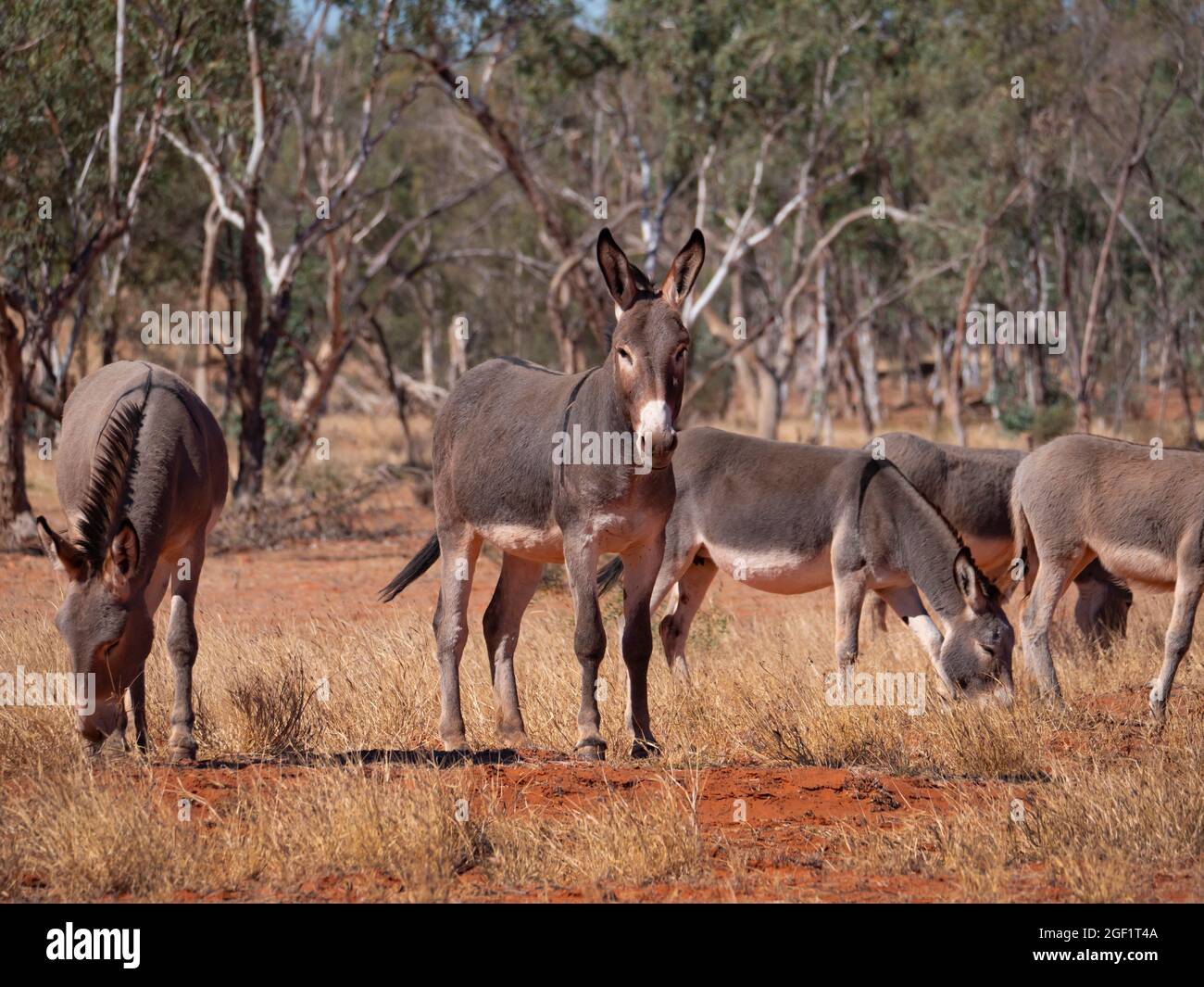 Un gregge di asini ferali, Equus africanus asinus, nell'Outback dell'Australia Centrale Foto Stock