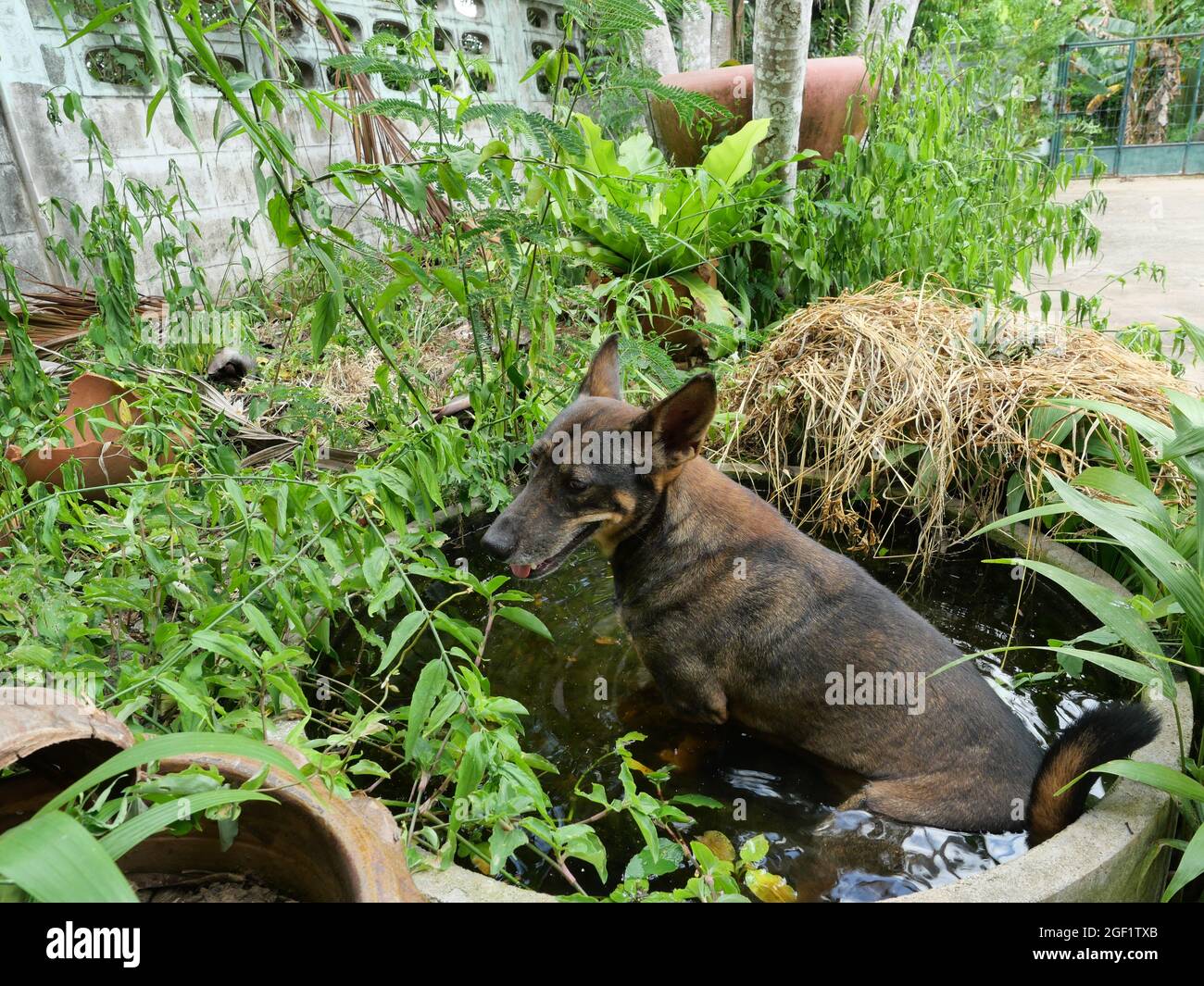 Il cane marrone scuro seduto in acqua nella vasca, comportamento degli animali domestici e riposo in estate e durante il tempo caldo Foto Stock