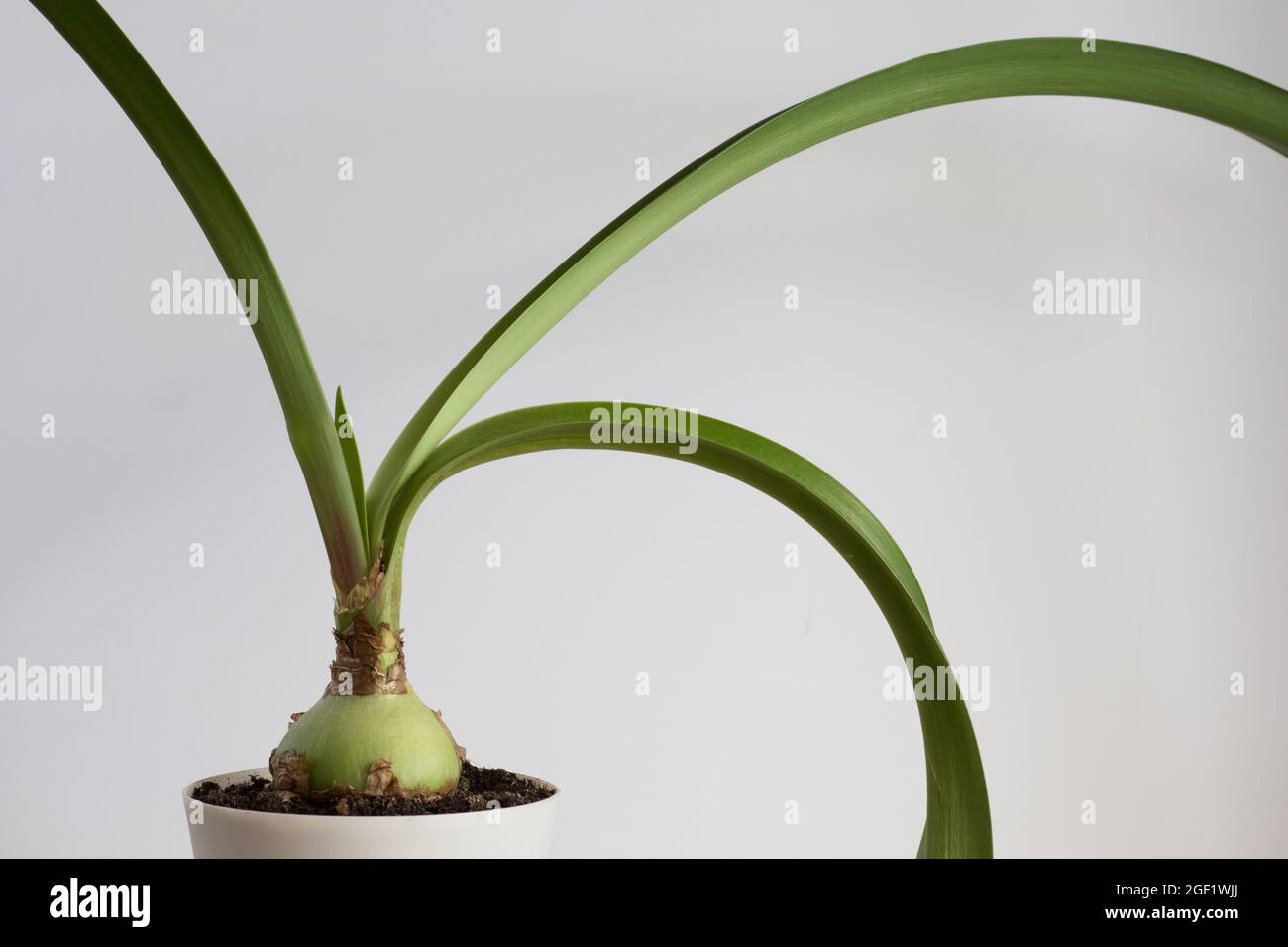 Amaryllis con foglie lunghe in pentola su sfondo bianco Foto Stock