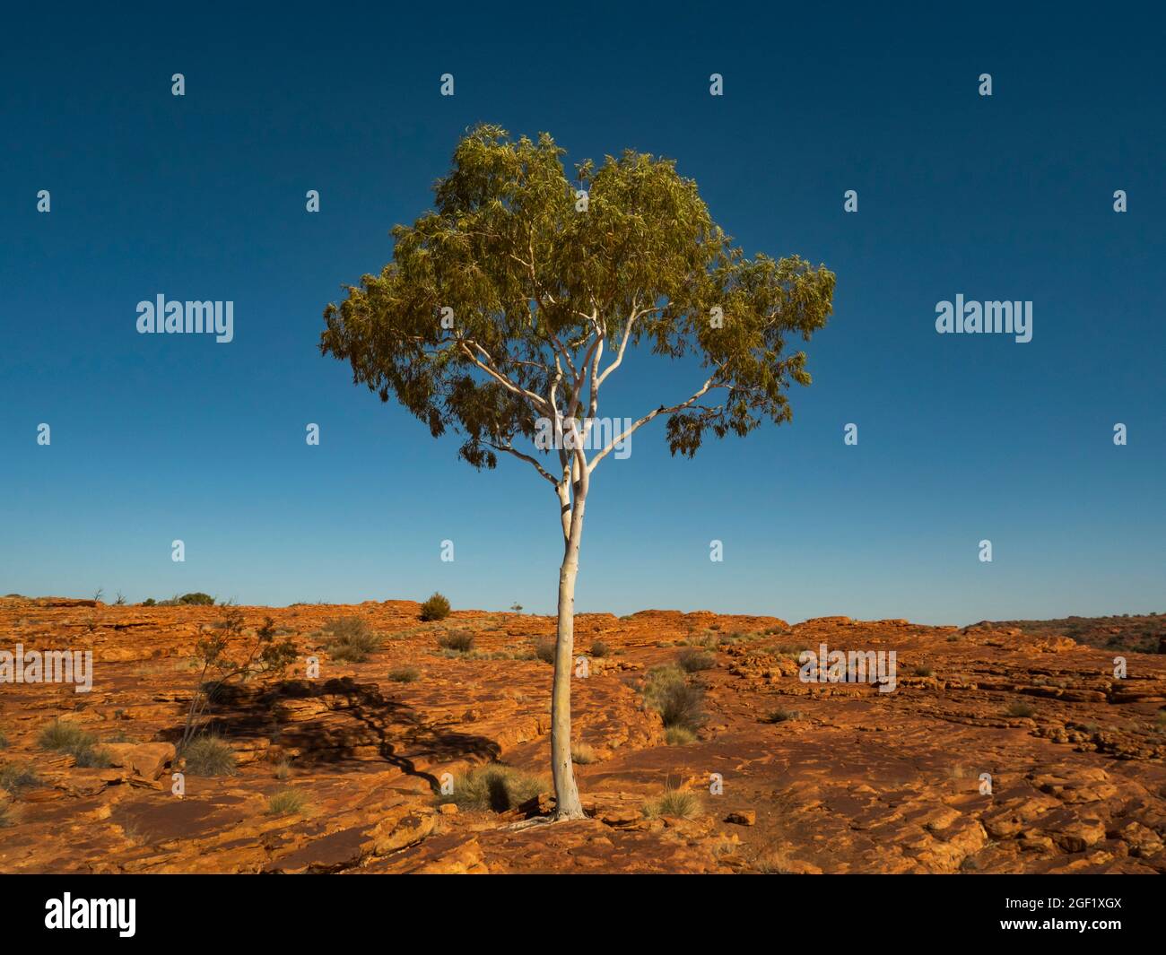 Albero di gomma fantasma Lone su un altopiano roccioso nell'entroterra dell'Australia centrale. Foto Stock