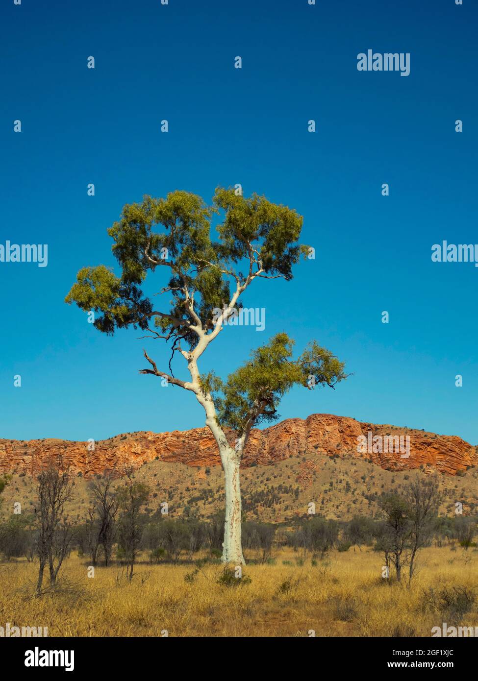 Gum fantasma, Corymbia Aparrerinja, albero di eucalipto in Outback Australia Centrale con rosso West Macdonald gamma in background. Foto Stock