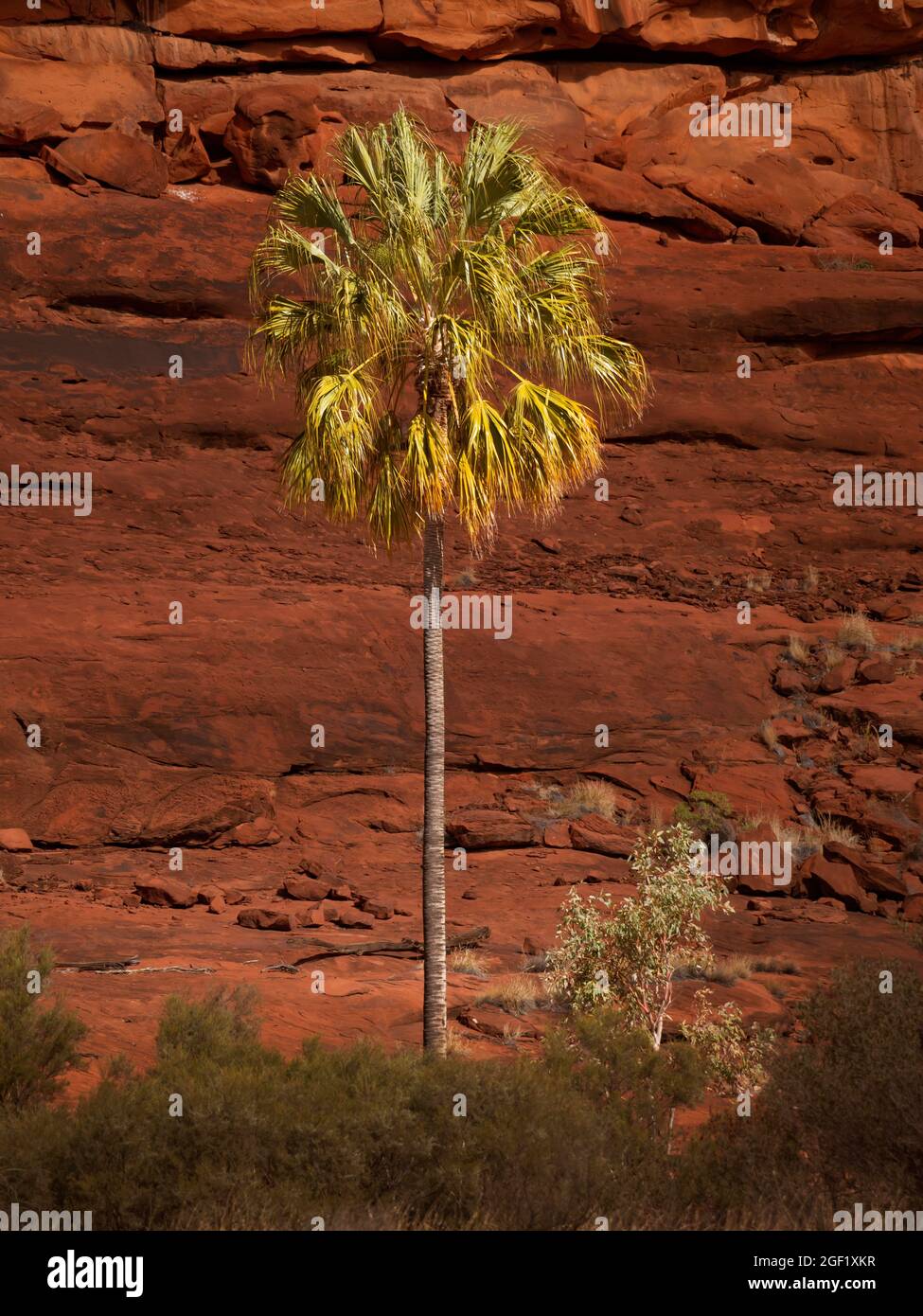 Livistona Palm Tree, Livistona mariae, conosciuta anche come palma rossa di cavolo nell'Outback Central Australia. Foto Stock