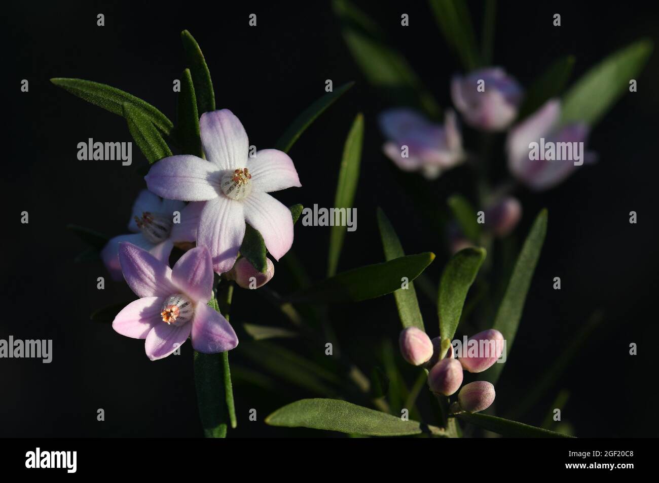 Primo piano dei fiori di cera rosa nativi australiani, Eriostemon australasius, famiglia Rutaceae, che crescono nel bosco di Sydney. Endemico per asciugare foresta di sclerofilla Foto Stock