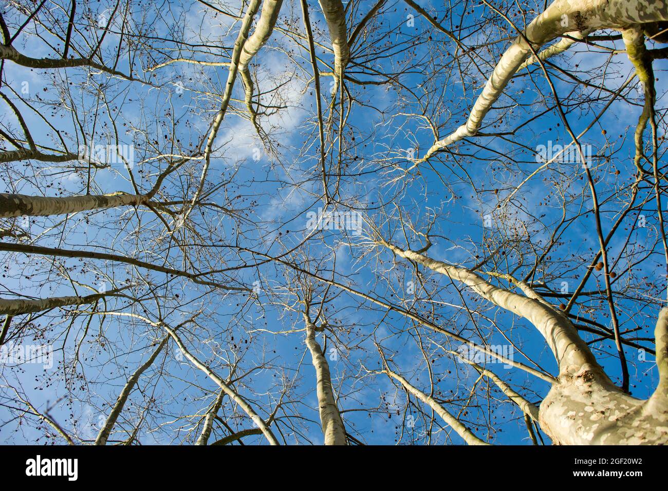 Presentazione di platani presi in inverno con cielo blu Foto Stock