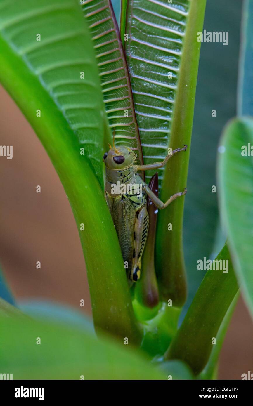 Macro vista astratta di un comune insetto verde grassopper (milanoplus ponderosus), aggrappato ad una foglia su un cespuglio di piumeria, con defocused Foto Stock