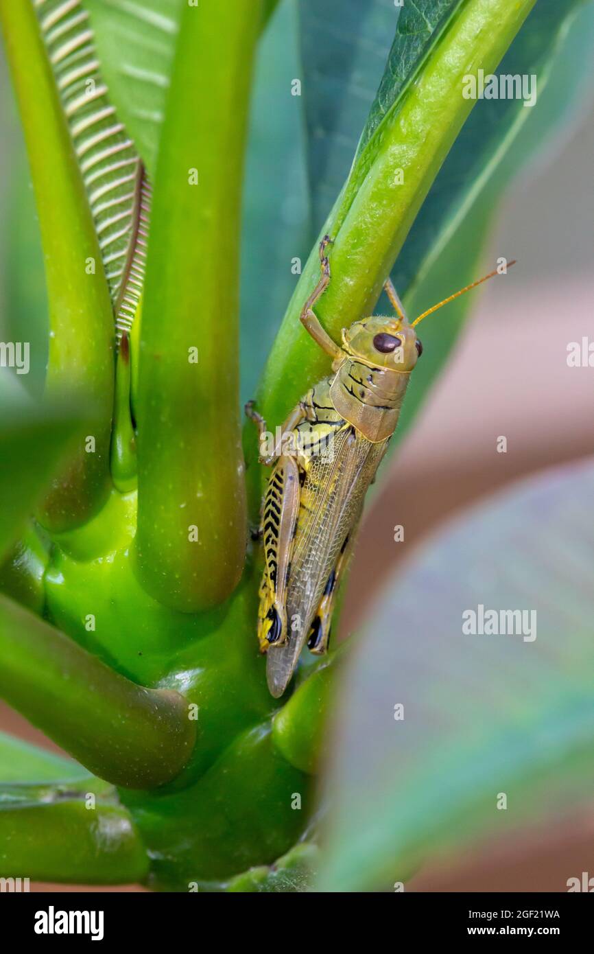 Macro vista astratta di un comune insetto verde grassopper (milanoplus ponderosus), aggrappato ad una foglia su un cespuglio di piumeria, con defocused Foto Stock