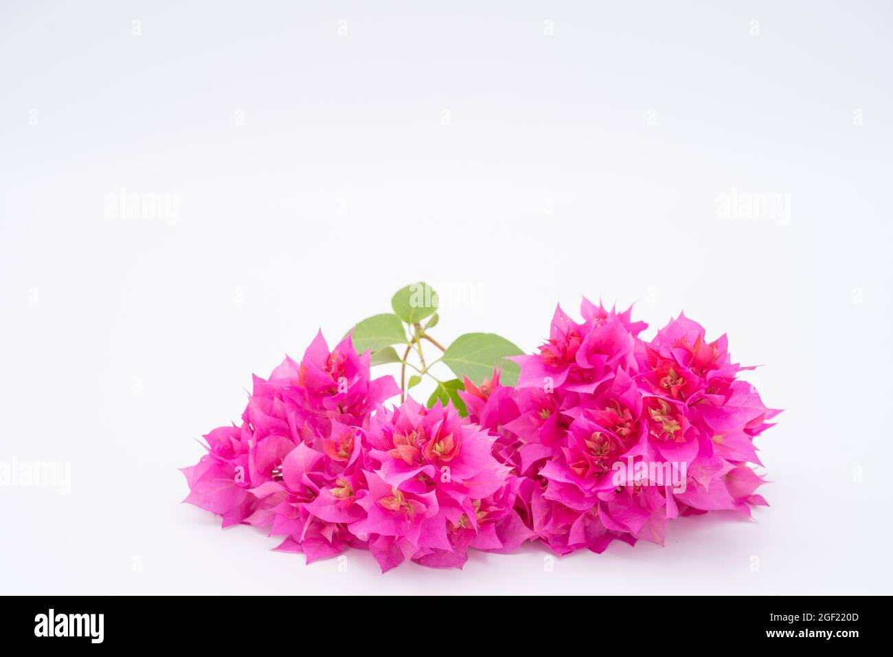 Fiori rosa fiorenti di bouganvillea isolati su sfondo rosa con spazio libero per il testo Foto Stock