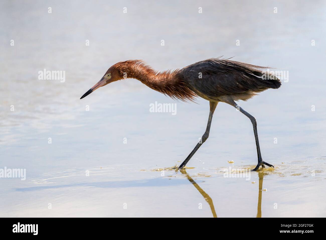 Egretta rossastra (Egretta rufescens) pesca in acque poco profonde, Bonaire, Caraibi olandesi. Foto Stock