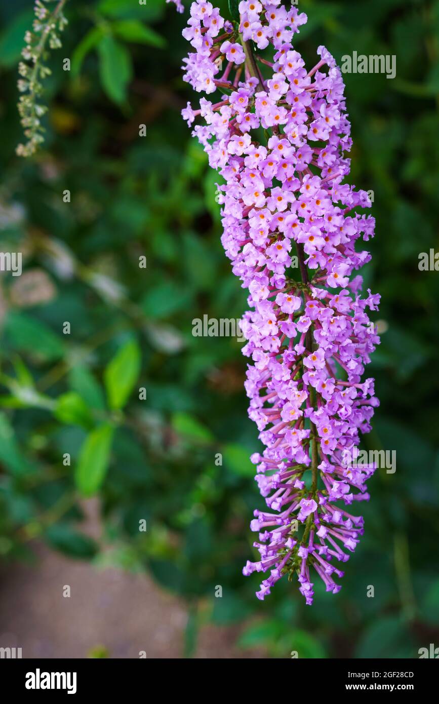 Il fiore di Buddleia anche conosciuto come cespuglio di farfalla, lilla estiva. Foto Stock