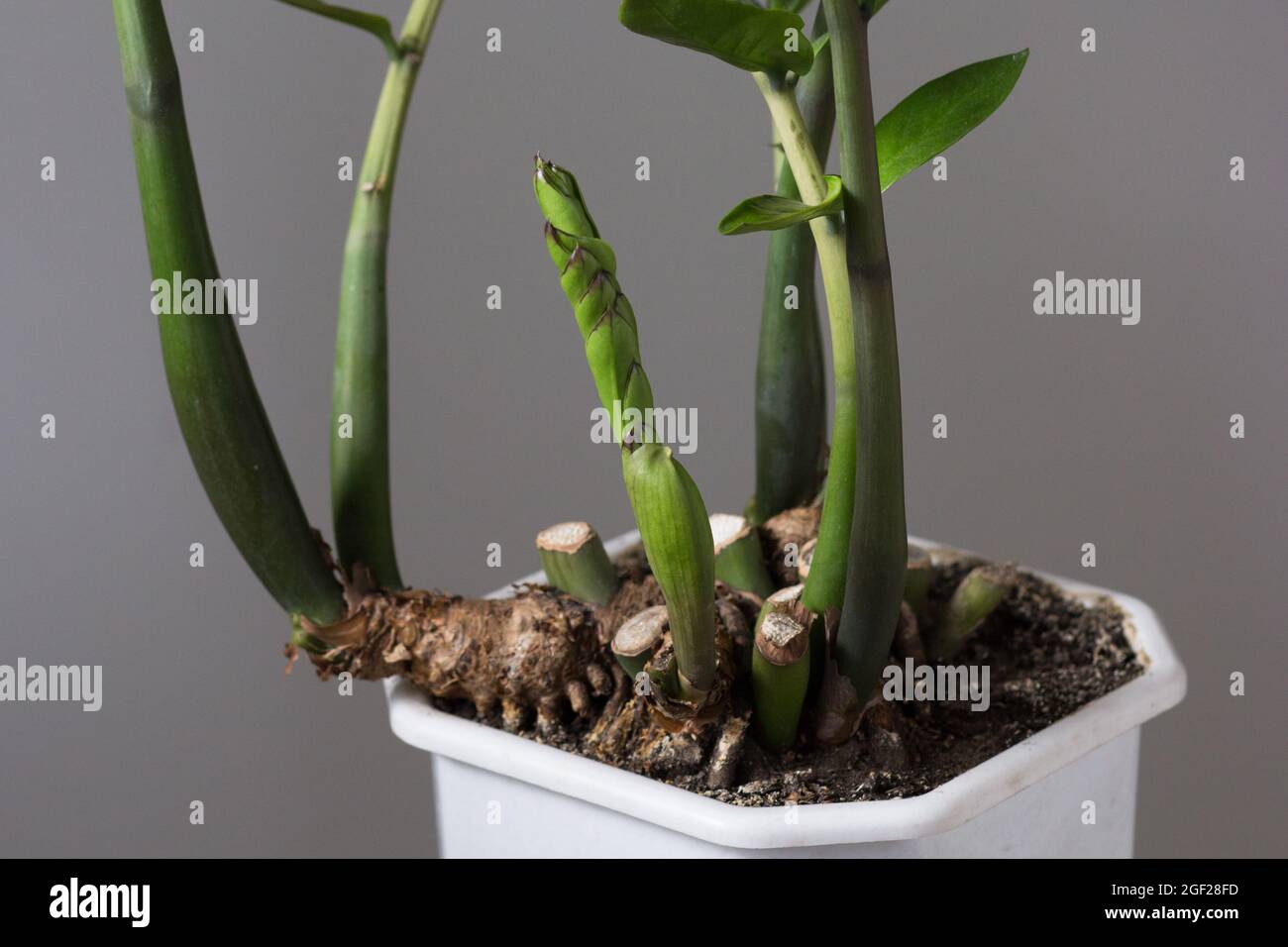 Zamioculcas houseplant con radice sotto pentola che è piccolo prima di repitting su sfondo grigio Foto Stock