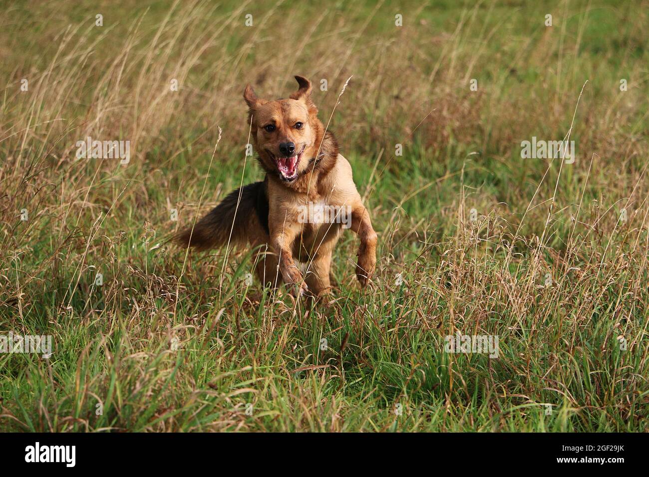 Marrone soffice e adorabile cane che gioca sul campo erboso Foto Stock