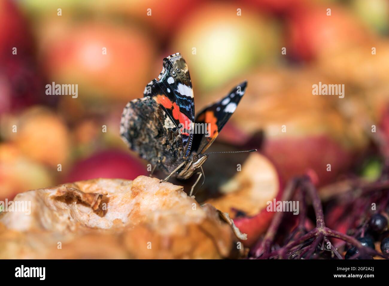 Butterfly Ammiraglio rosso; Vanessa atalanta; su frutta caduta; UK Foto Stock