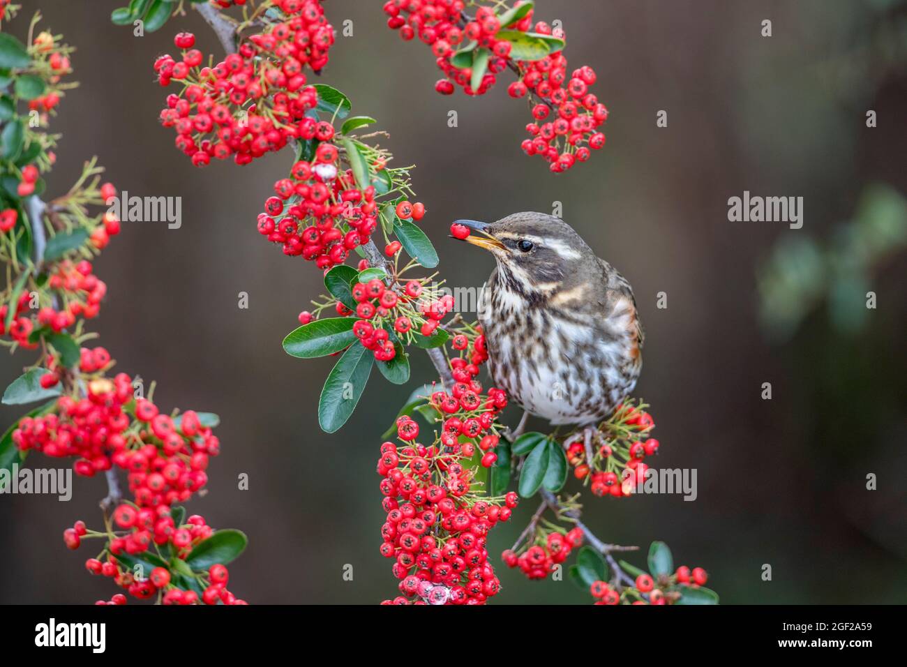 Redwing; Turdus iliacus; su Pyracantha mangiare un Berry; UK Foto Stock
