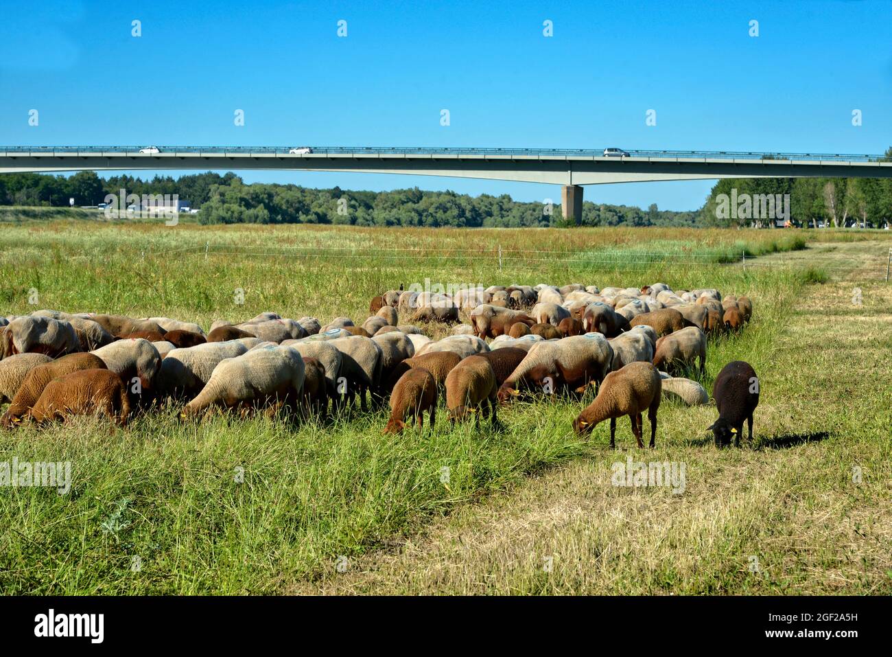 Pecore al pascolo sulle rive della Loira a Chaumont nel dipartimento del Loir-et-Cher in Francia Foto Stock