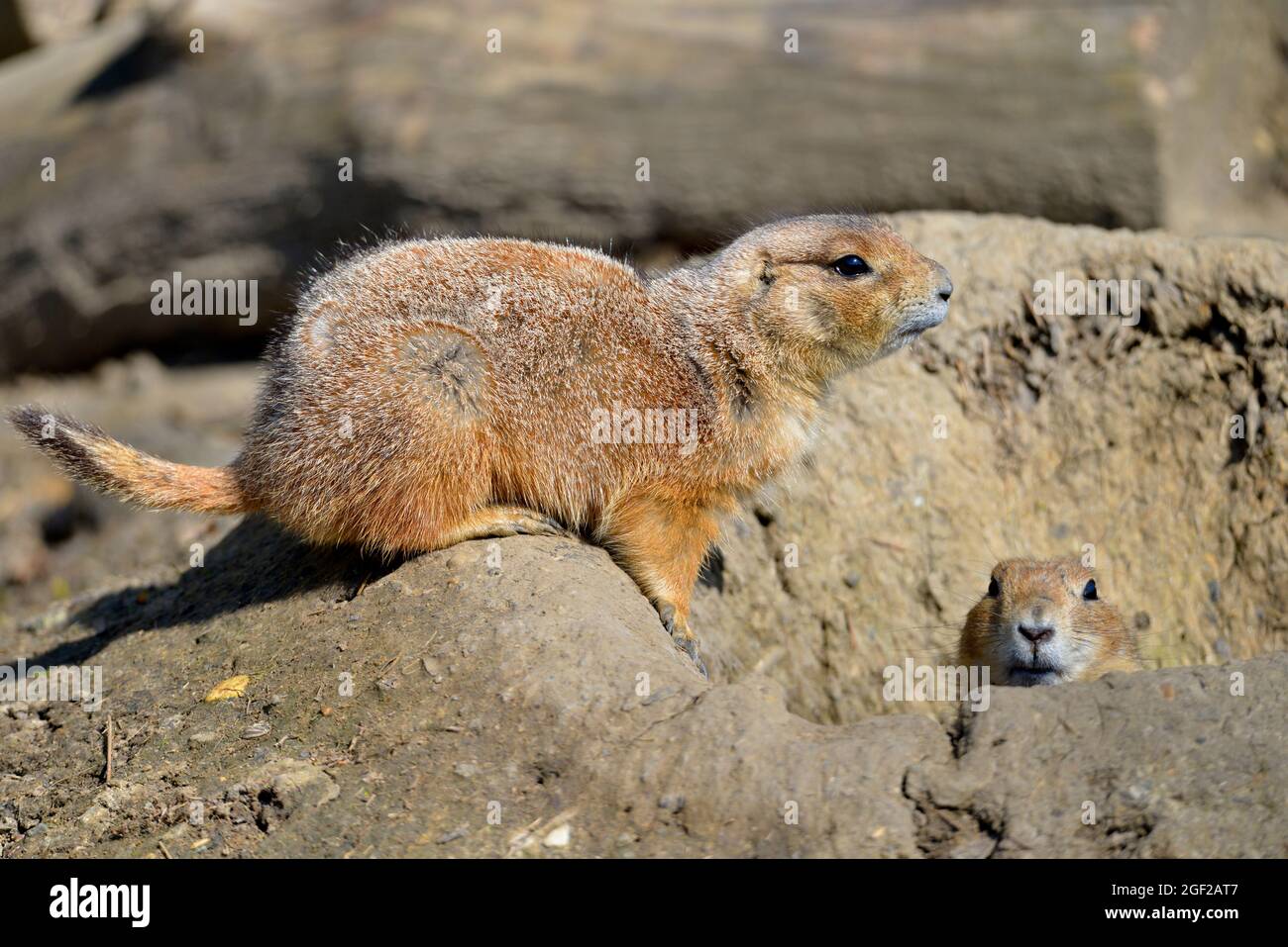 Primo piano tre cani Prairie dalla coda nera (Cynomys ludovicianus) vicino al burrow Foto Stock