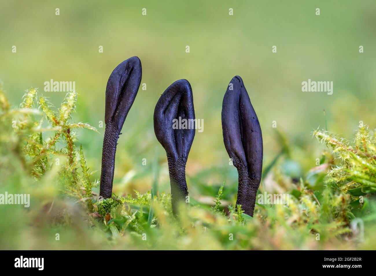 Lingua di terra di Shaggy; Trichoglossum hirsutum; Regno Unito Foto Stock
