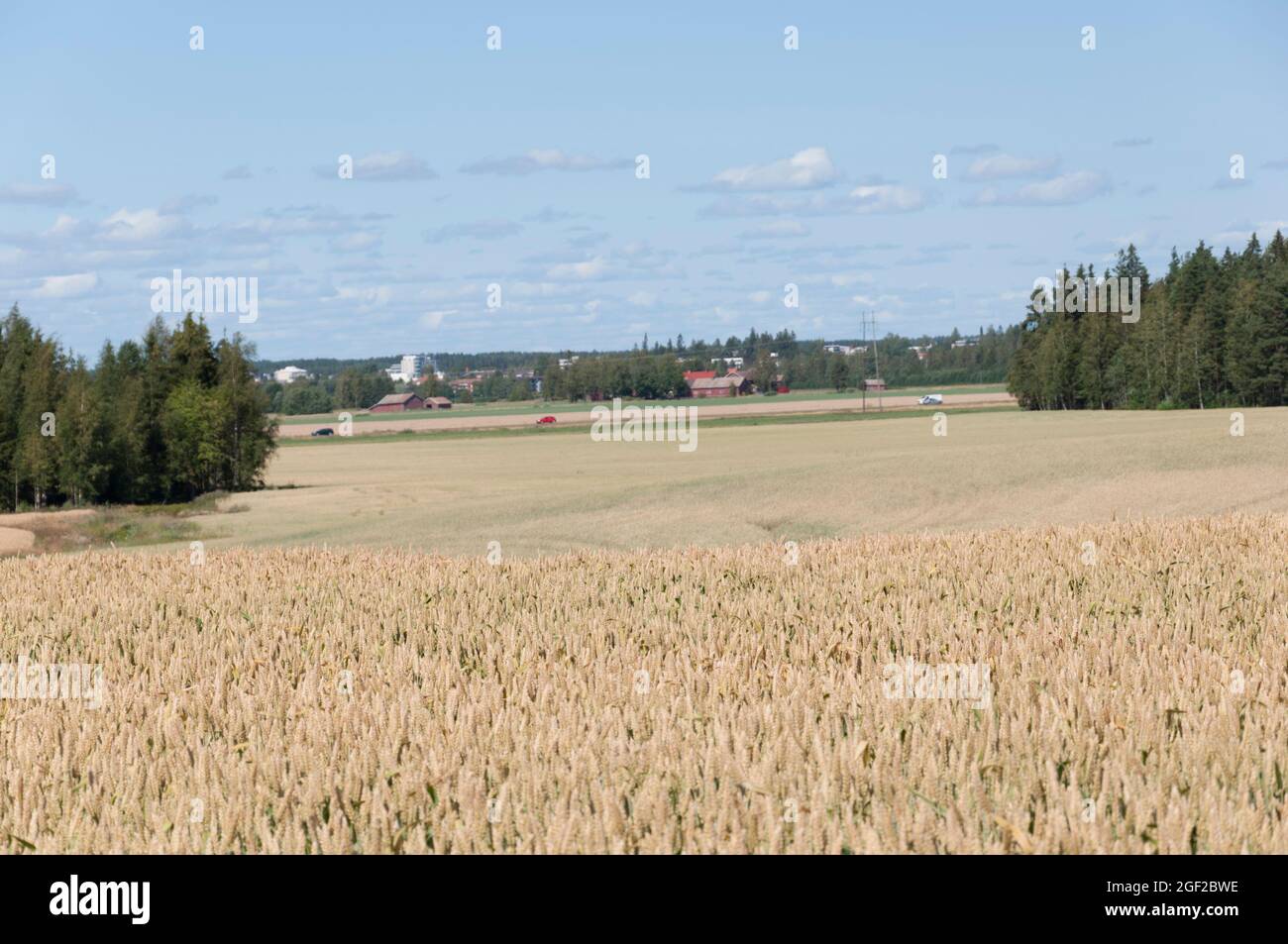 Campi di grano Foto Stock