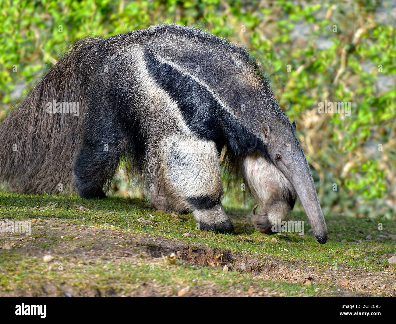 Primo piano della Giant Anteater (Myrmecophaga tridactyla) passeggiate sull'erba Foto Stock