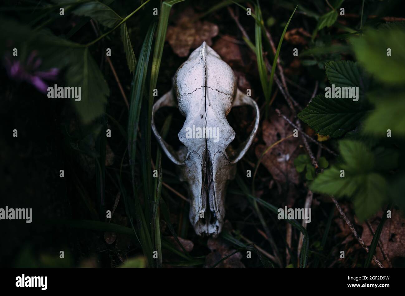 Vecchio cranio del cane e nella foresta incantata. Atmosfera oscura e misteriosa. Foto Stock