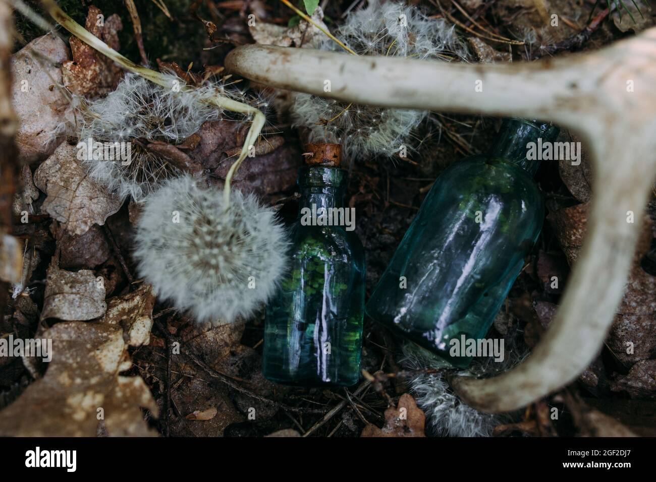 Le bottiglie di vetro sono riempite con ingredienti magici, elisir. Foresta misteriosa. Foto Stock