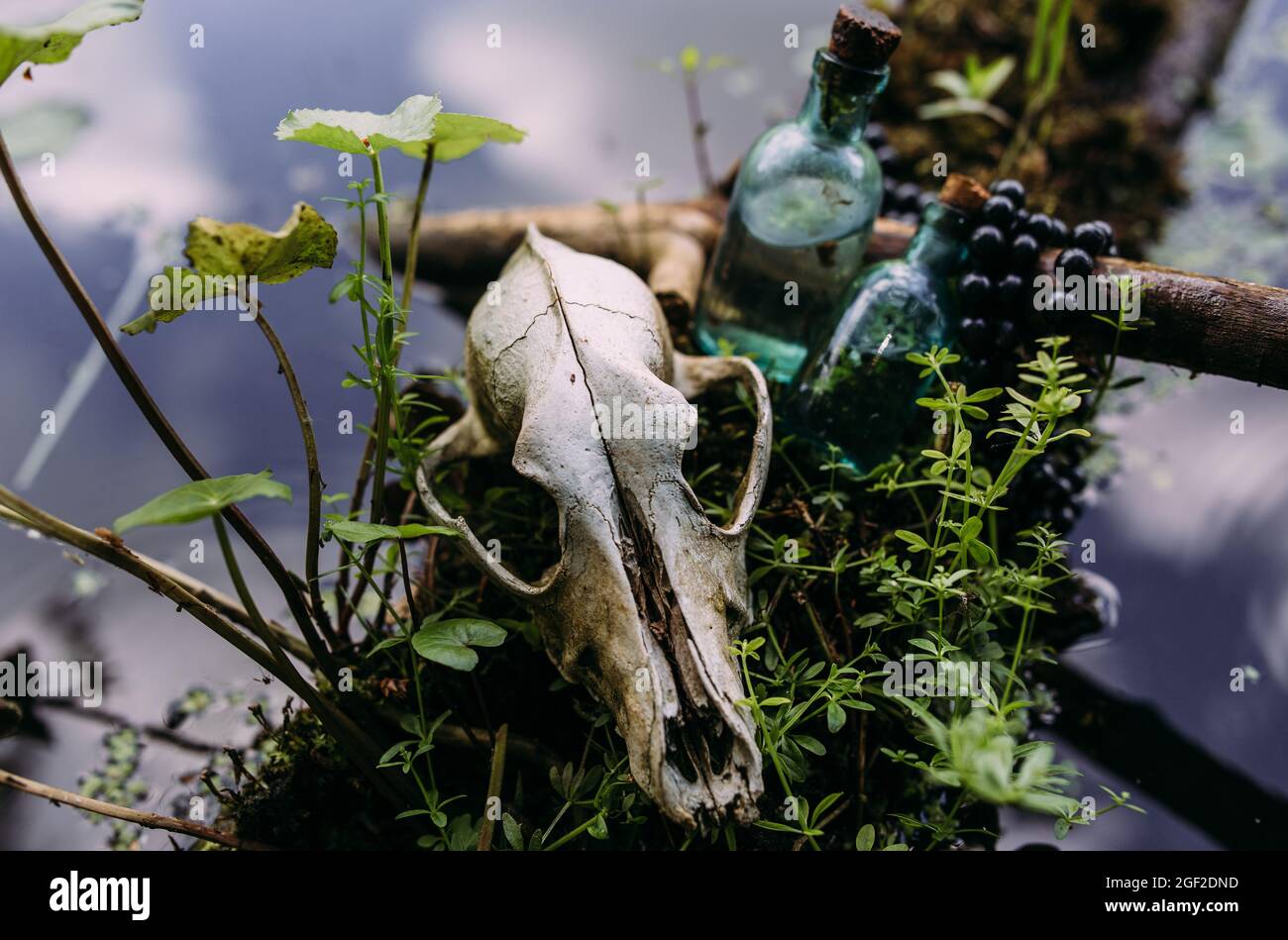 Vecchio cranio del cane e nella foresta incantata. Atmosfera oscura e misteriosa. Foto Stock