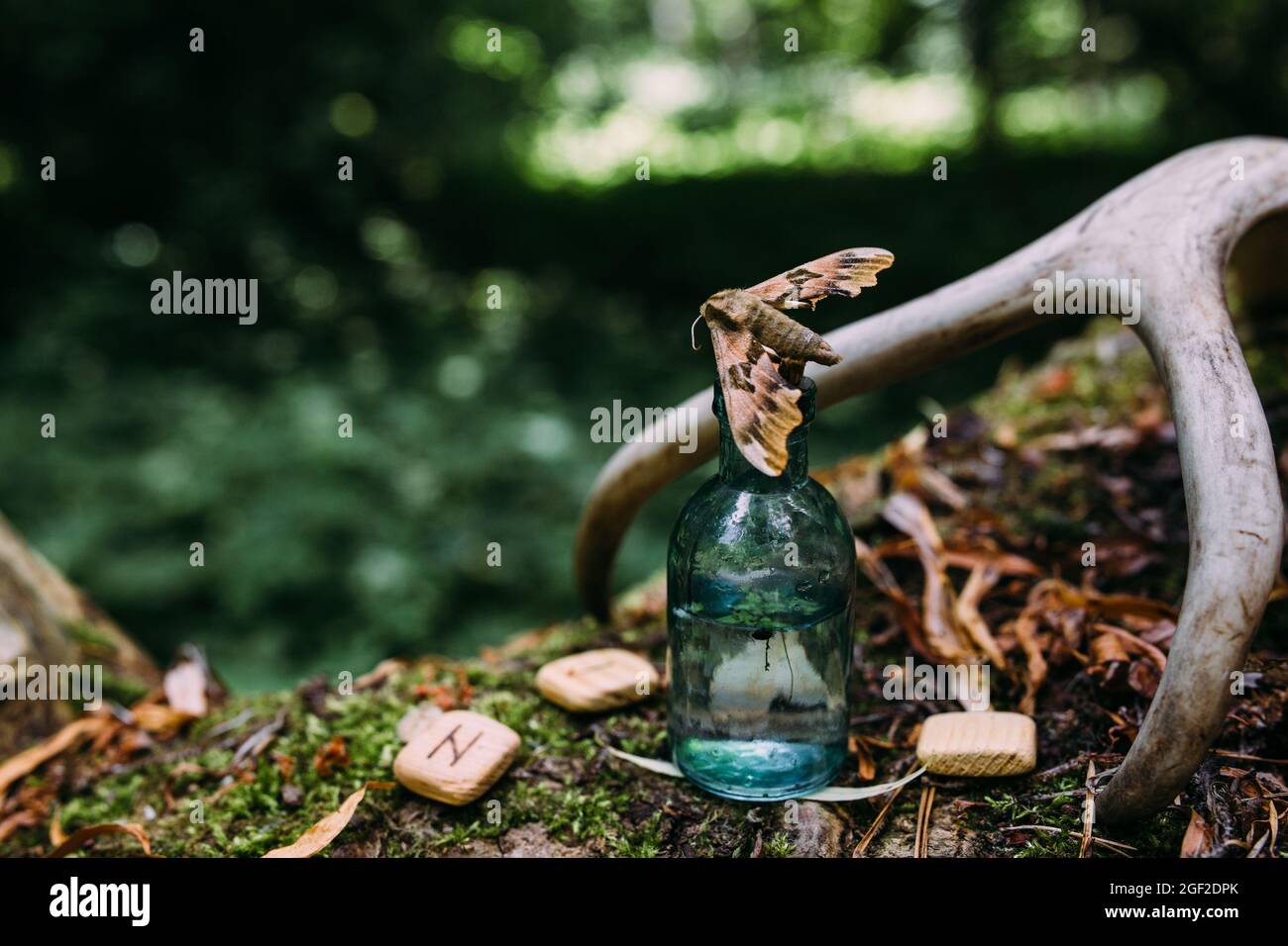 Le bottiglie di vetro sono riempite con ingredienti magici, pozione. Foresta misteriosa. Foto Stock