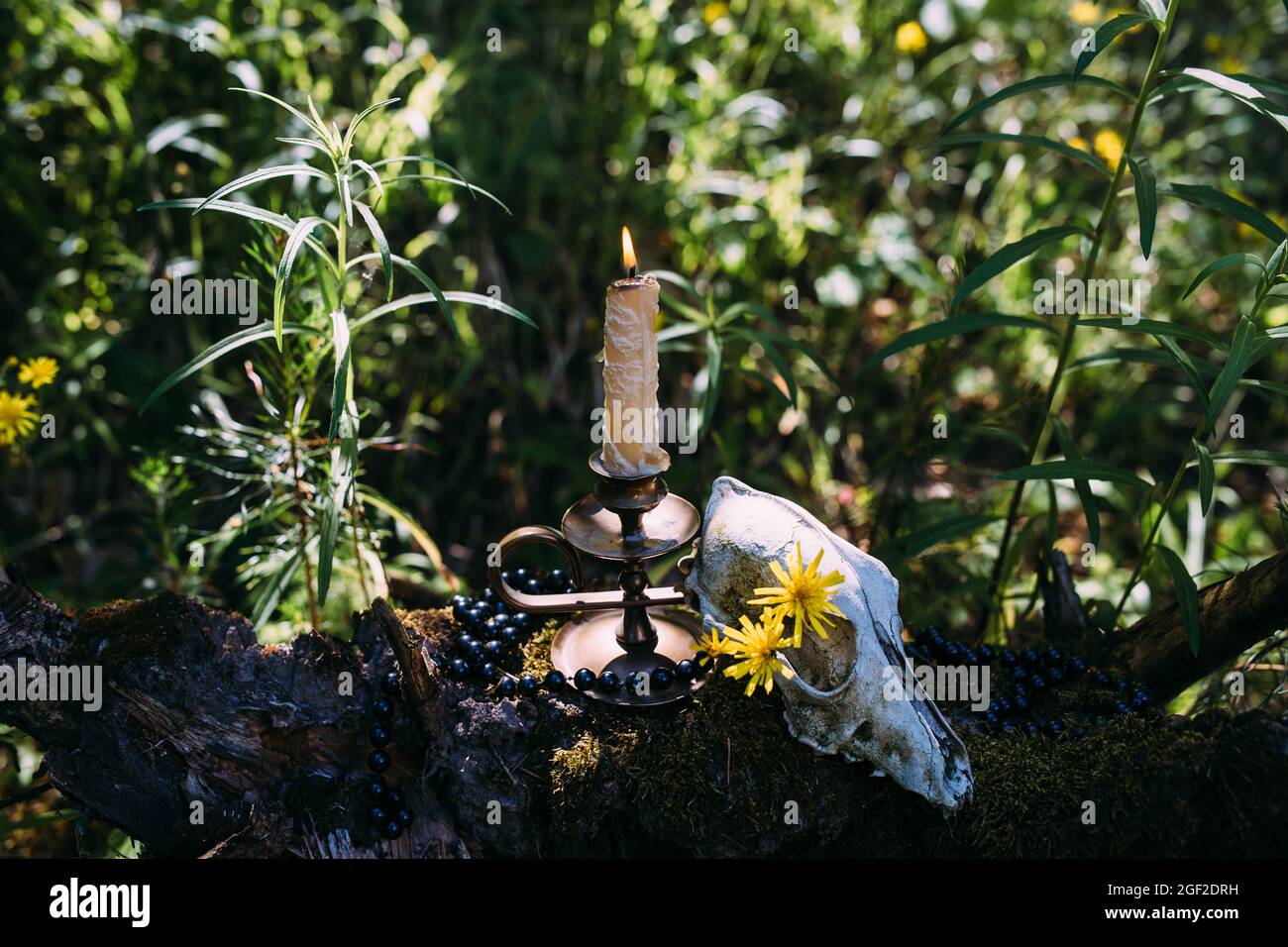Candela bruciante e vecchio scull nella foresta incantata. Concetto occulto, esoterico Foto Stock