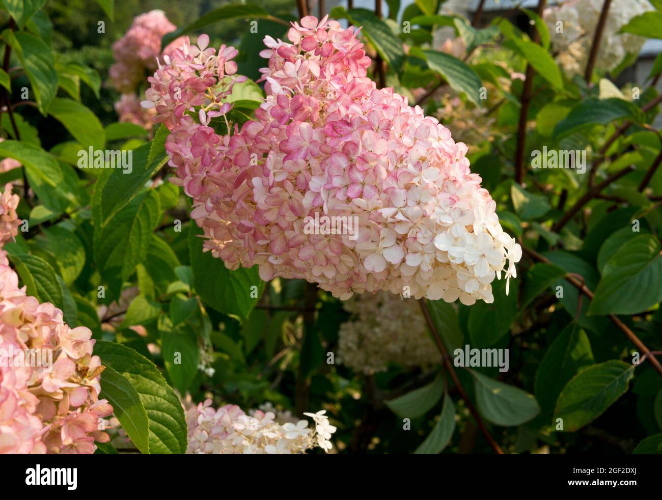 Rosa e bianco panicle hydrangea fiori. Hydrangea paniculata. Foto Stock