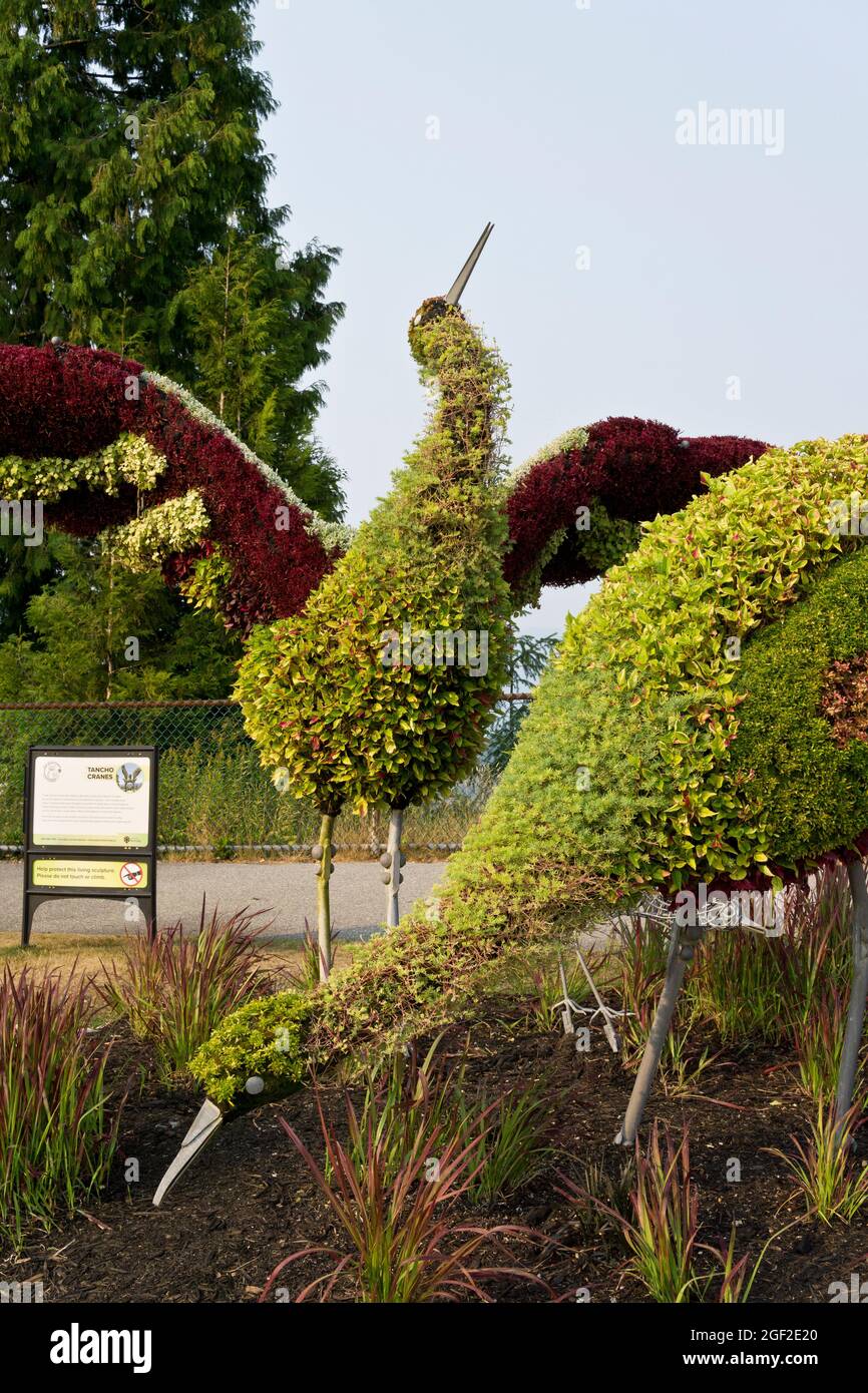 Tancho Crane eco-sculture realizzate con piante, sul Burnaby Mountain Park, a Burnaby BC, Canada Foto Stock
