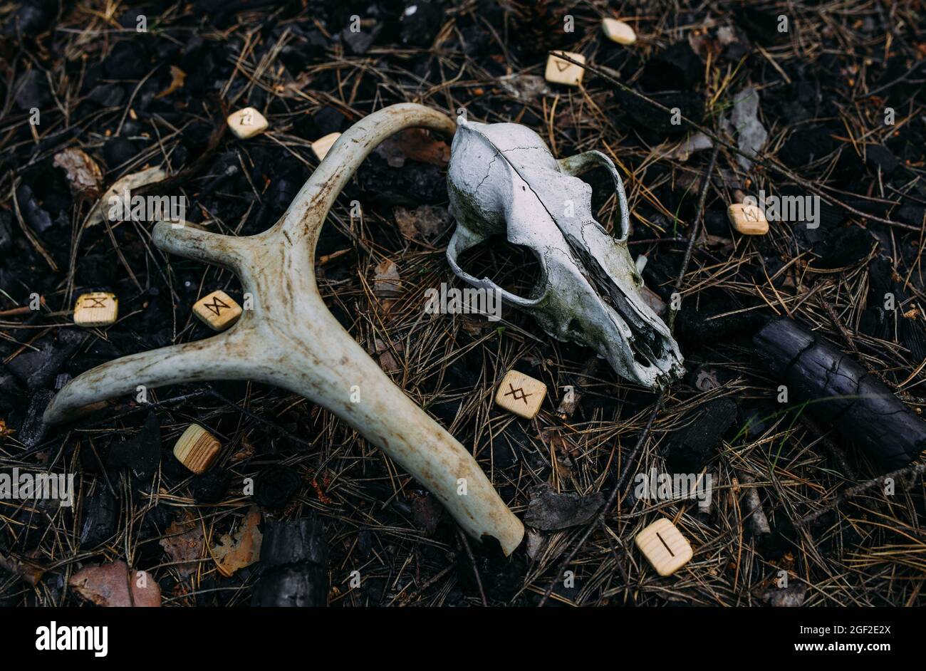 Candela bruciante e vecchio scull in foresta incantata. Concetto occulto, esoterico. Foto Stock