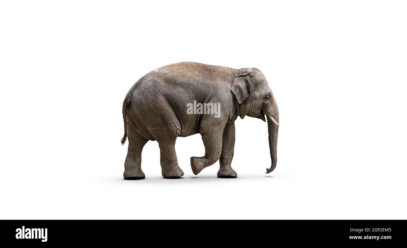 Elefante asiatico isolato su sfondo bianco. Foto Stock