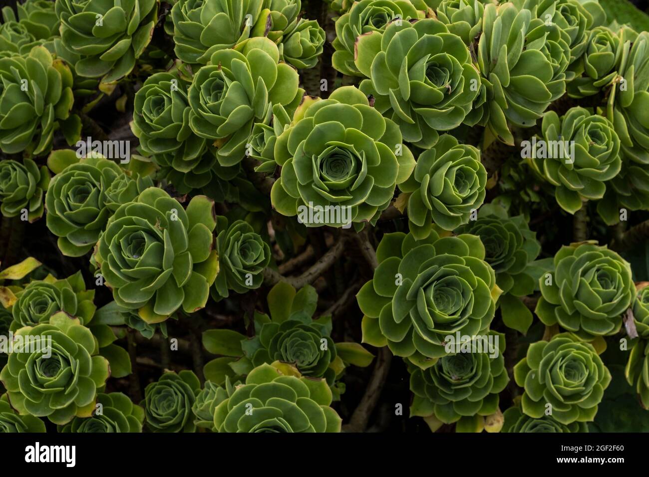 Aeonium Arboreum Green Rose precedentemente conosciuto come Greenovia. Foto Stock
