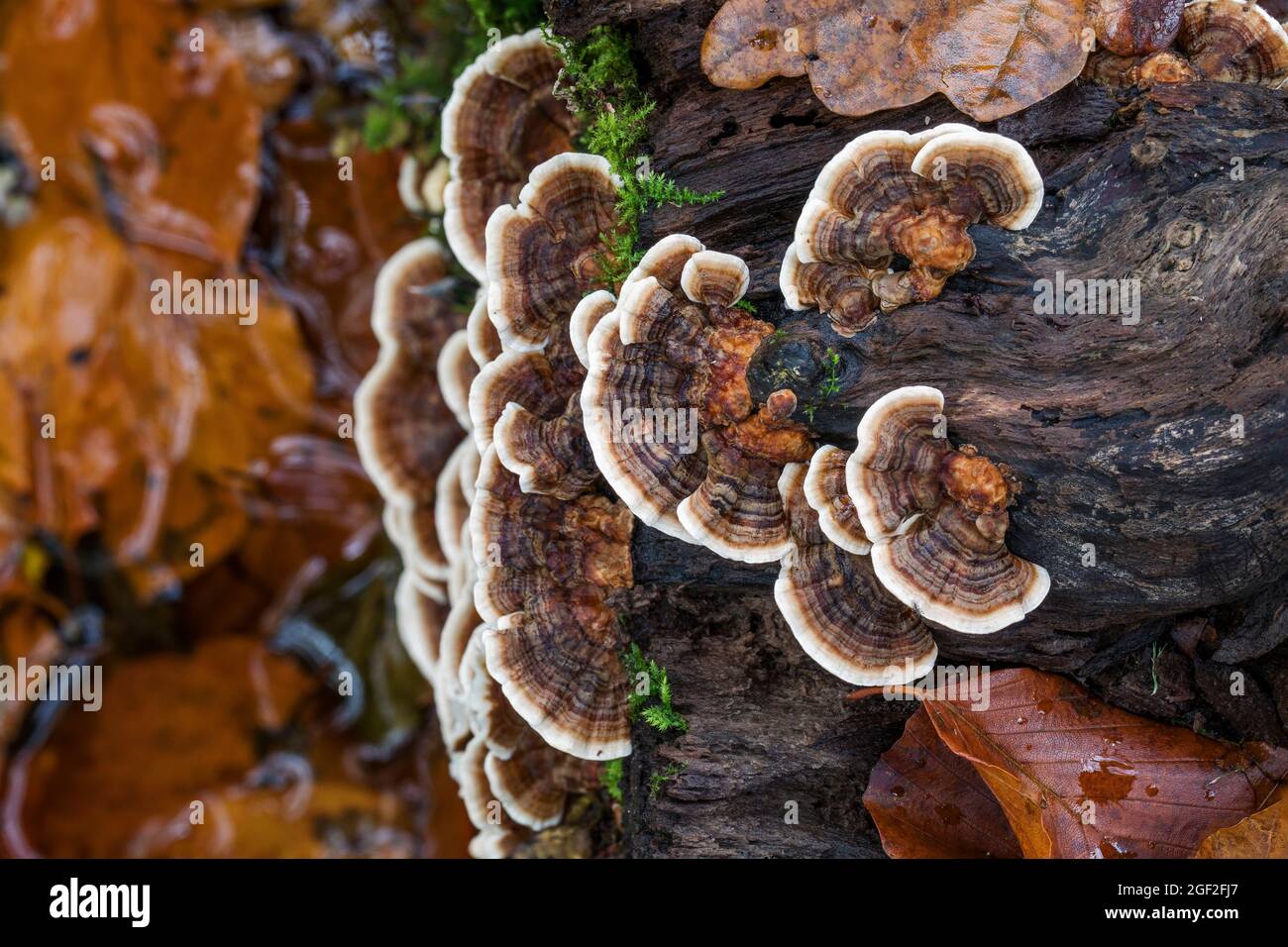 Tail Fungus tacchino; Trametes versicolor; Growing on Wood; UK Foto Stock
