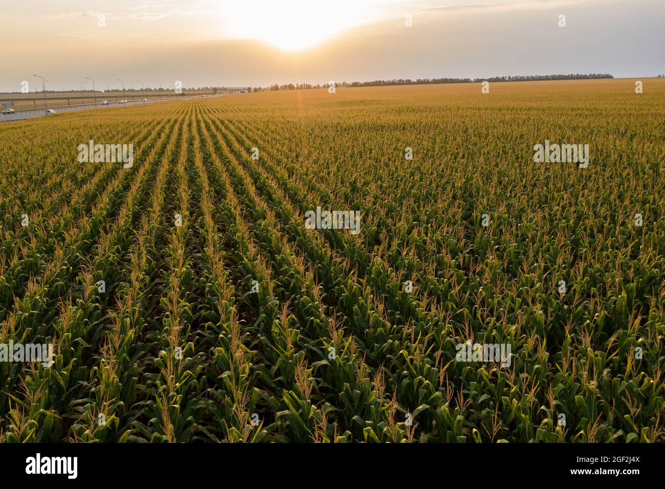 Vista aerea del campo di mais estivo Foto Stock