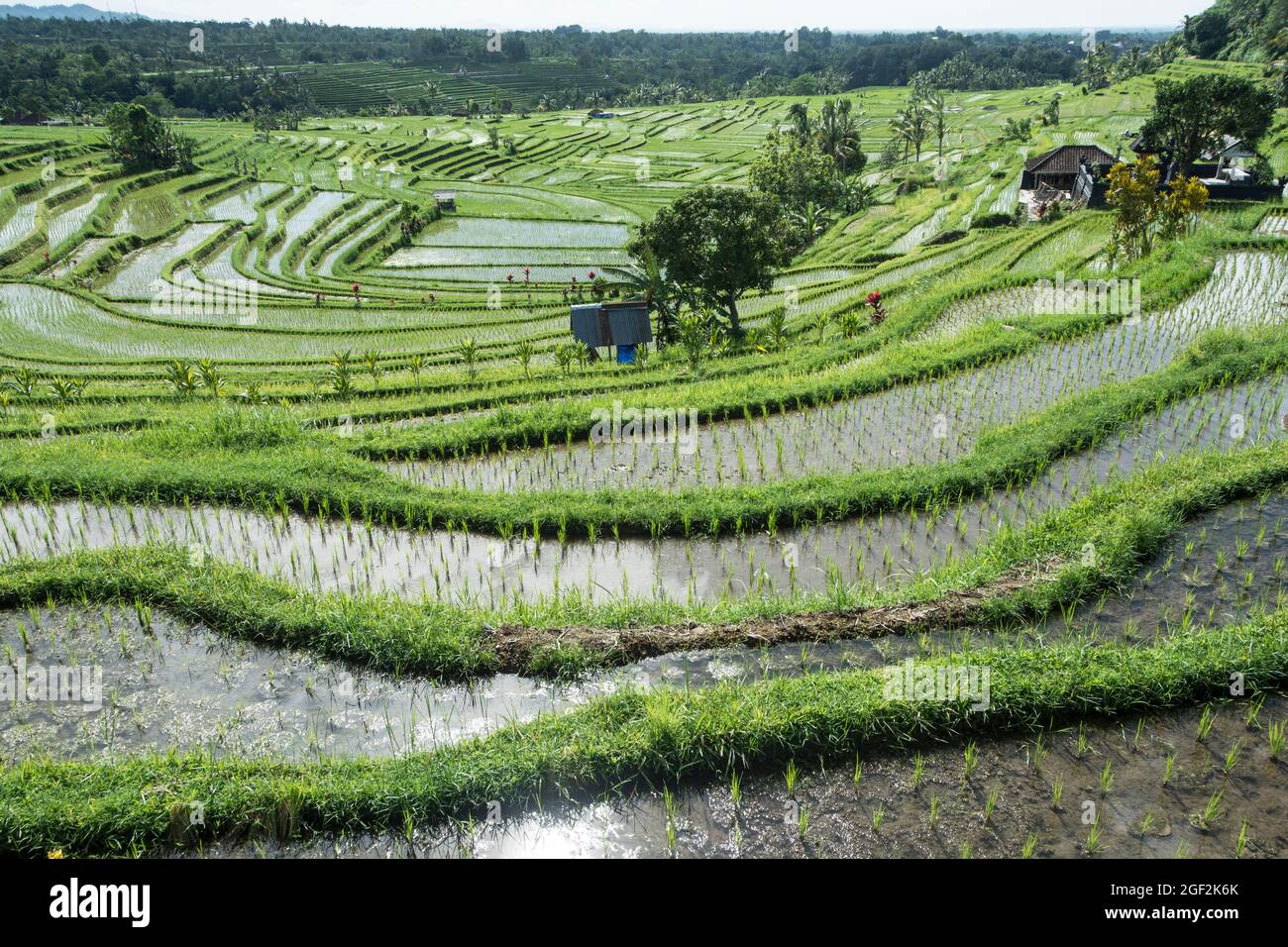 Campi di riso di Jatiluwih nel centro di Bali, Indonesia. Foto Stock